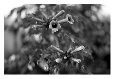 scan_du_12_juill_018.jpg