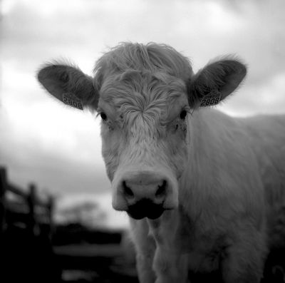 vache.JPG