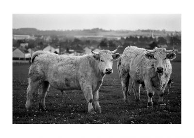vache_st_mars_02.jpg