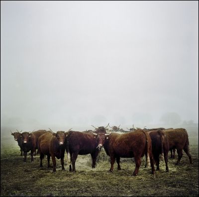 vaches.jpg