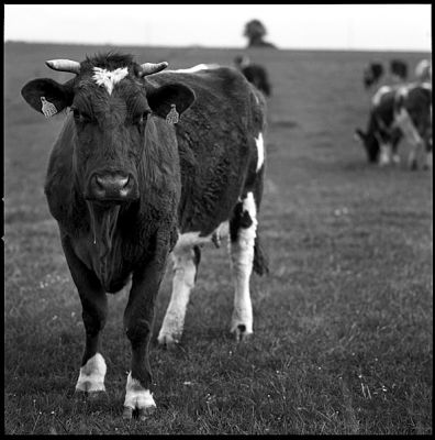 vache~0.jpg