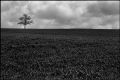 arbre_le_pin.jpg