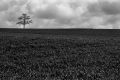 arbre_le_pin~0.jpg