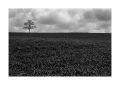 arbre_le_pin~1.jpg