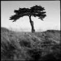 arbre_port_main_copy.jpg
