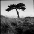 arbre_port_main_copy2.jpg