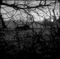 arbre_teille_02_copie.JPG
