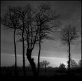 arbre_teille_copie.jpg