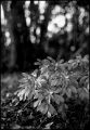 bokeh_le_pin.jpg