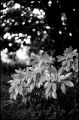 bokeh_summicron_01.jpg