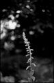 bokeh_summicron_02~0.jpg