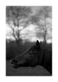 cheval_le_pin_02.jpg