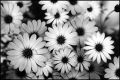 Nom du fichier=fleurs.jpg
Taille du fichier=170Ko
Dimensions : 591x394
Ajouté le : 13 Mai 2010 fleurs.jpg