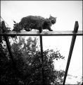 rollei002.jpg