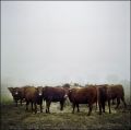 vaches.jpg