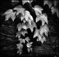 Nom du fichier=vigne~0.jpg
Taille du fichier=285Ko
Dimensions : 709x690
Ajouté le : 31 Octobre 2010 vigne~0.jpg