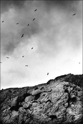 Oiseaux_v2.jpg