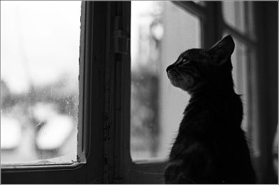 Canon AE1 P - Trix 400
