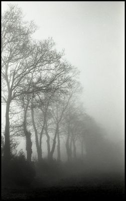 Brouillard 4
