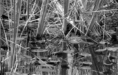 F100_TriX_026.jpg