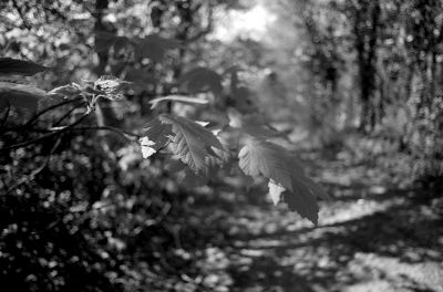 F3-APX006F.jpg