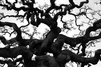 arbre-parc.jpg