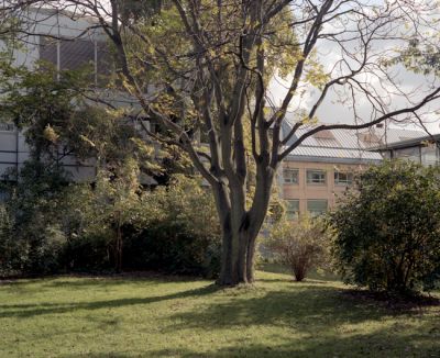 arbre.jpg