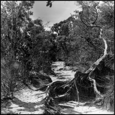 chemin-arbre.jpg