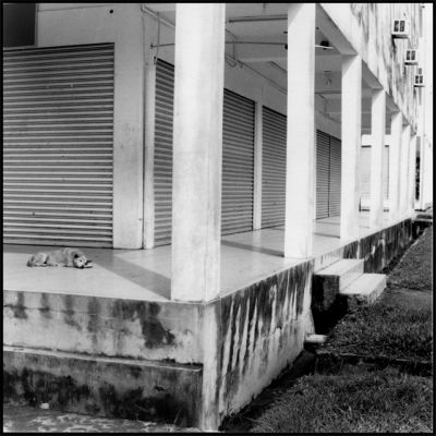 chien-dormant.jpg