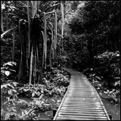 palmier-mangrove.jpg