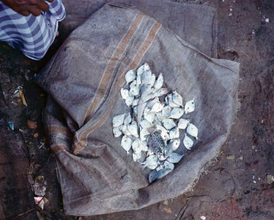 poisson.jpg