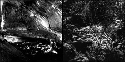 racine-grotte.jpg