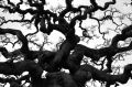 arbre-parc.jpg