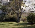 arbre.jpg