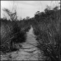 chemin.jpg