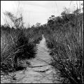 chemin2.jpg