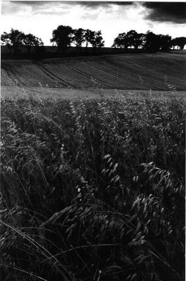 Champ de blé
