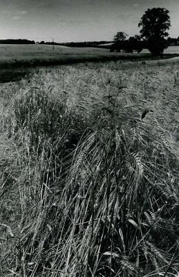 Champ de blé
