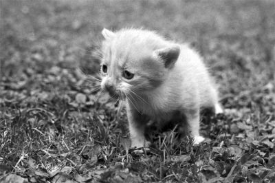Werecat
