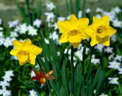 Jonquilles
Ektachrome 64 4x5 Linhof color Tele arton 240mm
Mots-clés: Ektachrome 64 4x5 Linhof color Tele arton 240mm