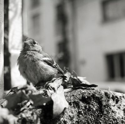 Paf le piaf
Oiseau un peu sonné.
Mots-clés: Oiseau Rollei SL66 delta 100