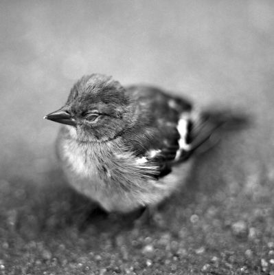 Piaf flou
