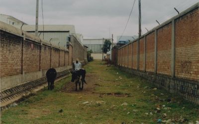 vaches800.jpg