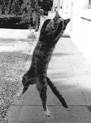 Le Boxeur
Le Boxeur, ou le chat volant...

EOS 1n- 50mm f:3.5, 1/1.000
Kodak TriX poussée à 800ISO dvpt D-76 (1:1) prolongé de 1min par rapport chadev
Tirage sur Ilford MultiGrade en format 13x18
