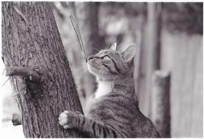 Maximus01
Mon chat
Canon EOS 1N / Tri-X 400 / 50mm
