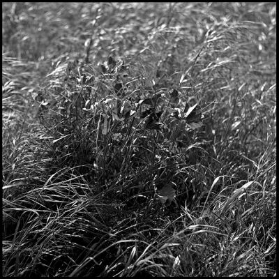 herbes.jpg
