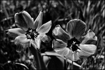 tulipe2.jpg