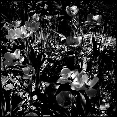 tulipes.jpg