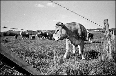 vache.jpg