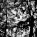 bokeh_T.jpg